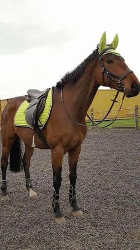 Sophie's Ragnar in his new Apple Green/Black Numnah, Fly Veil  & Boots
