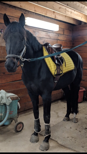 Julie Tremblay’s Jupiter looking fab in his new saddle pad