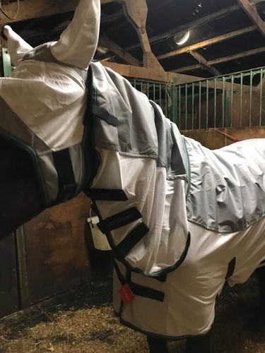 Sarah Feeley's Jack in his John Whitaker Salvador Fly Rug Combi and Mask