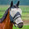 HORZE Fly Mask with Nose