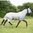 Gallop All in One Fly Rug with FREE Mask - All Sizes