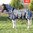 Gallop 200msg Mesh Zebra Fly Rug with Fixed Neck - All Sizes