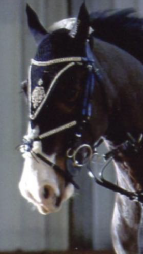 Pinnacle Regal Bridle with Crystal Browband and Noseband - CURRENTLY OUT OF STOCK